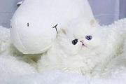 哪里有波斯猫卖的 波斯猫猫价格 波斯猫寿命