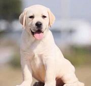 高品质纯种拉布拉多幼犬 犬舍繁育保纯种健康