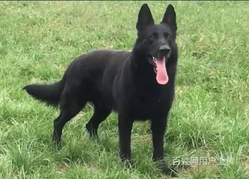 正规犬舍出售纯种东德牧羊犬 双血统cku认证高品质