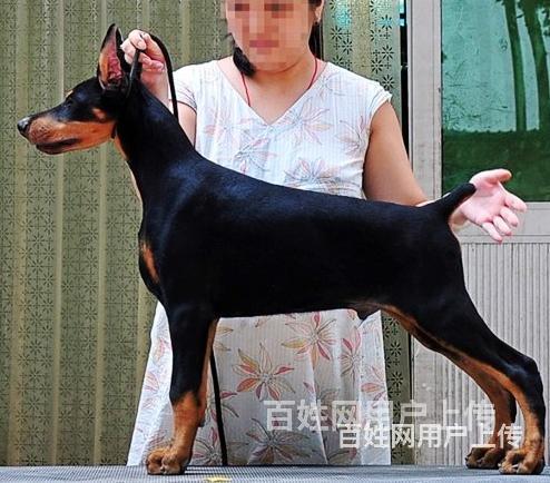 临沧比熊市场价位比熊一般多少钱呢的图片