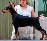 安庆支持上门看比熊宠物店