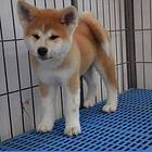 烟台哪里有卖宠物狗的 秋田犬图片 柴犬多少钱
