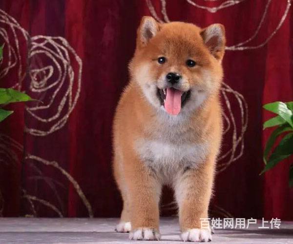 纯种柴犬价格日系柴犬3个月大柴犬签订活体协议