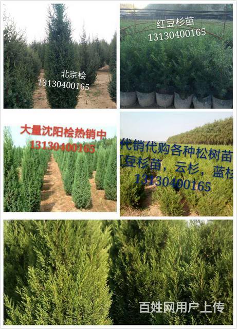 坟地栽植种什么树苗好,挪坟绿化,清明栽树绿化