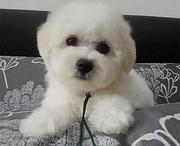 白山宠物店店主卖现货比熊幼犬 比熊幼犬多少钱一只