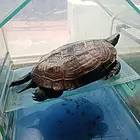 养10年中华草龟连缸出售