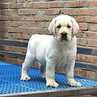 纯种拉布拉多幼犬冠军级后代保健康签协议带证书