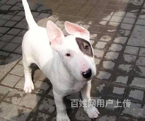 广州牛头梗 广州买牛头梗 广州哪里有卖牛头梗幼犬