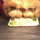 白山哪里可以买到精品巨贵犬 巨贵连锁店