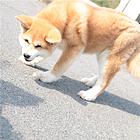 唐山知名养殖基地常年出售 秋田幼犬 签协议可上门挑选