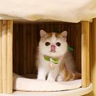 哪里有纯种加菲猫卖 新手怎么养 价格多少