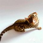 河南平顶山双血统豹猫幼崽多少钱一只