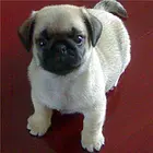 许昌【*推荐】巴哥犬舍‖巴哥养殖场