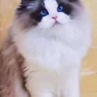 随州哪里有猫舍，价格多少钱一只，在哪买放心