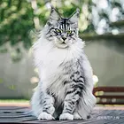 周口纯种大骨架缅因猫舍特惠