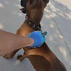马犬500