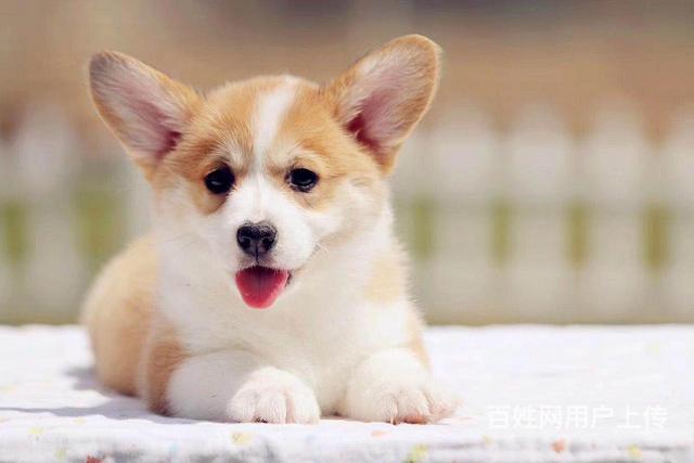 泰安买一只柯基需要多少钱，柯基犬舍地址的图片