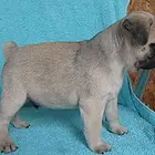盐城巴哥犬舍基地常年出售纯种巴哥双血巴哥幼犬