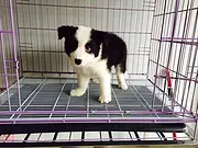 池州本地边牧犬舍，本地边牧在哪里