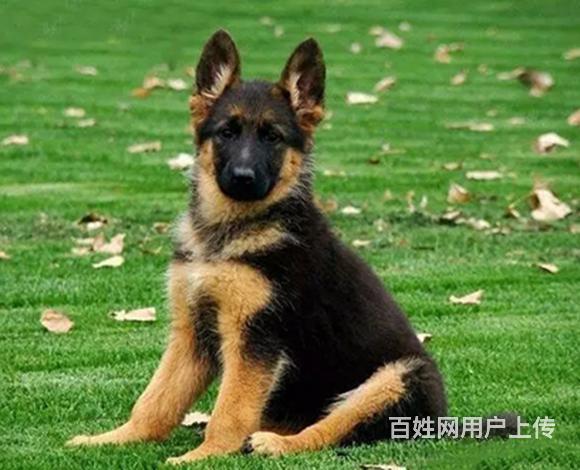 泰安【德牧犬舍】地址 德牧一般价位的图片