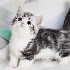 哪里有短毛猫卖的 纯种健康 短毛猫有什么习惯