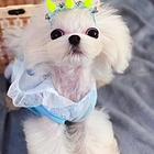 纯种马尔济斯犬舍直销，代卖勿扰，签协议可看狗