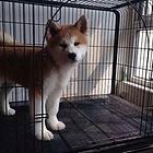 阿克苏【*推荐】秋田犬舍‖秋田养殖场