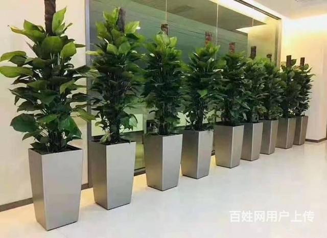 黄埔区萝岗区租花租植物公司有哪些 办公室绿植租摆