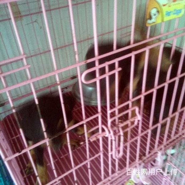 毕节养杜宾的地方，卖杜宾的地方的图片