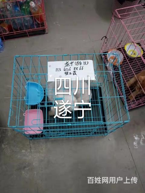 临夏宠物托运价格（猫狗活体快递邮寄） （2023今日 推荐运的图片