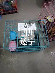 毕节织金宠物托运（猫狗鸽子金毛）活体运输邮寄到全国2023（