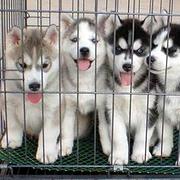 商丘哪里可以买到精品哈士奇犬 哈士奇连锁店