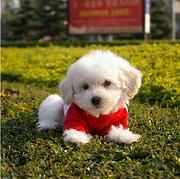南平哪里可以买到精品比熊犬 比熊连锁店