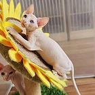 出售纯种无毛猫 无毛猫价格多少 疫苗齐全包健康