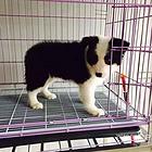 白山纯种泰迪价位知名泰迪犬舍