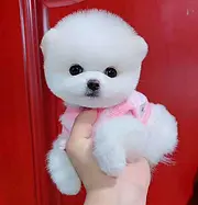 哈多利版球型博美白色博美犬价格 纯种博美幼犬