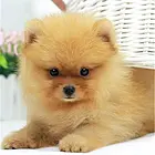 松原CKU认证茶杯犬基地  茶杯犬犬舍直销