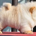 扬州松狮犬价格肉嘴松狮高品质松狮犬签保障协议