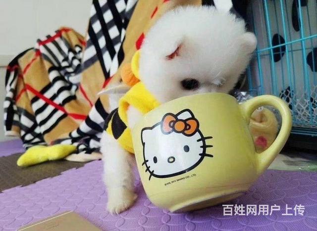 威海博美价格博美多少钱一只的图片