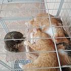 自家猫猫咪家庭。