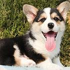 吉林纯种柯基价位 知名柯基犬舍