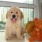 纯种健康金毛幼犬、品种齐全纯正血统 品质有保证