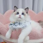 哪里有卖双色布偶猫的多少钱 布偶猫好养吗