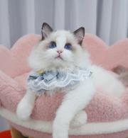 哪里有卖双色布偶猫的多少钱 布偶猫好养吗