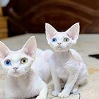 德文卷毛猫