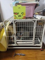 狗笼子