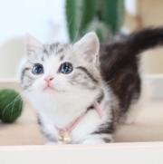 本地哪里有卖曼基康矮脚猫的 矮脚猫多少钱一只