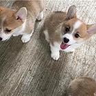 鹿城区那里有卖柯基犬的 质保签协议
