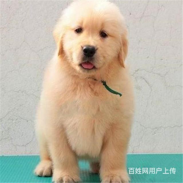 昌吉哪里卖金毛狗狗 金毛多少钱一只的图片