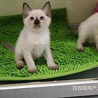 开封海豹暹罗猫低价出售